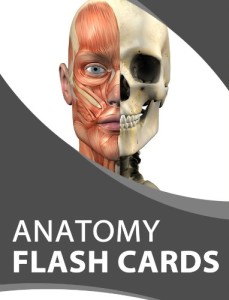 Anatomy Flash Cards Anatomy Flash Cards