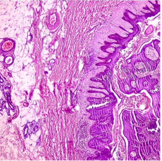 Dermatopathology: Masters of Pathology Series 2025 (Videos + PDF)