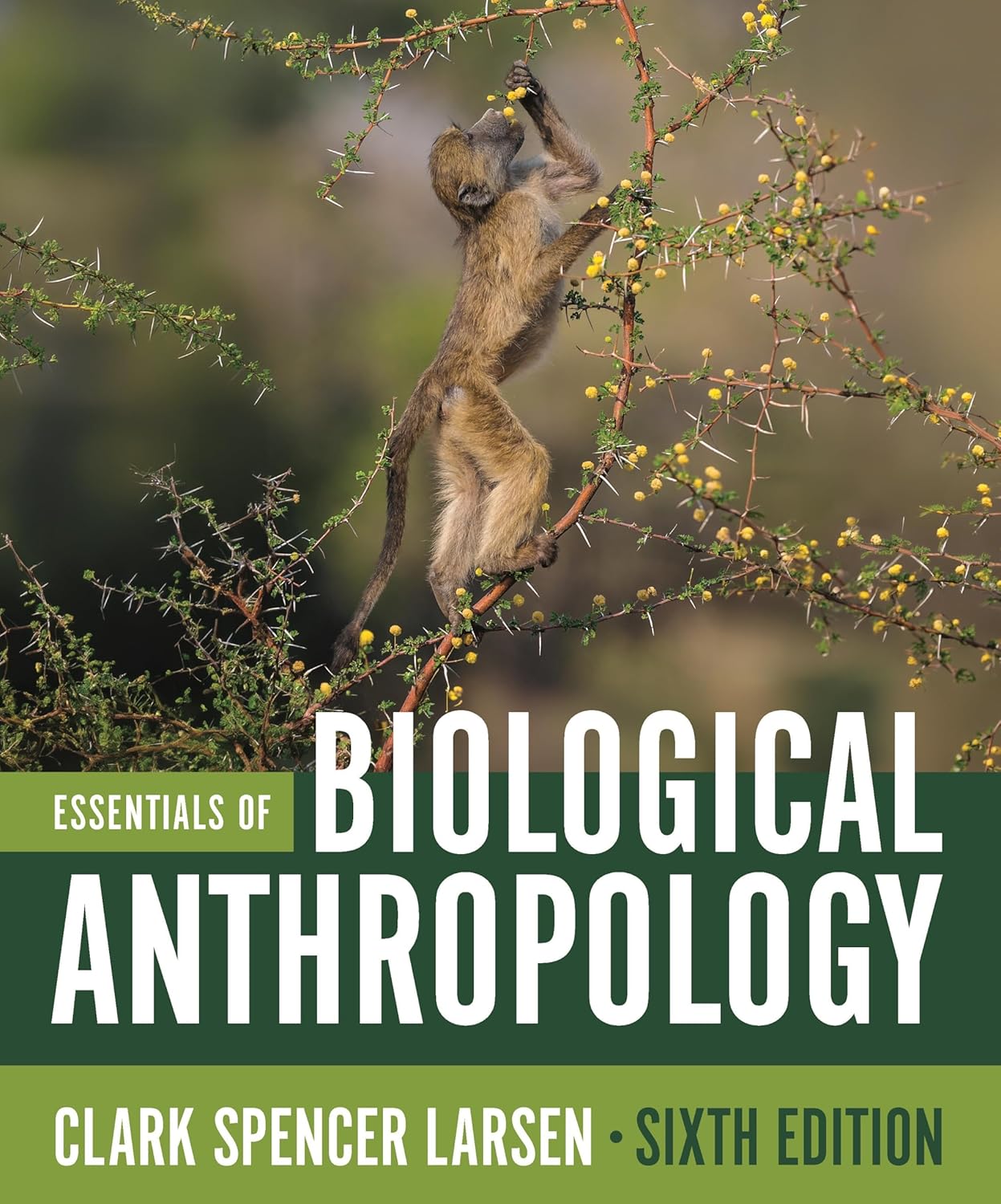 Essentials of Biological Anthropology, 6th Edition (EPUB)